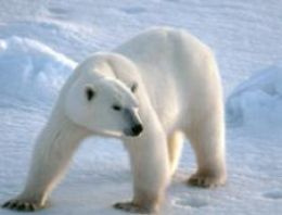 'Kutup ayılarının nesli tükenmiyor'